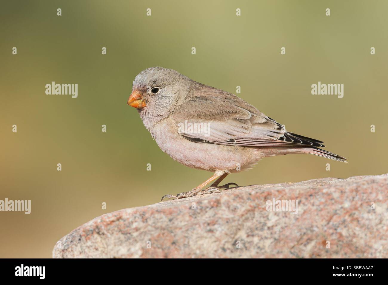 Finch trompettiste (Bucanetes githagineus) mâle, Eilat, Israël, Asie Banque D'Images