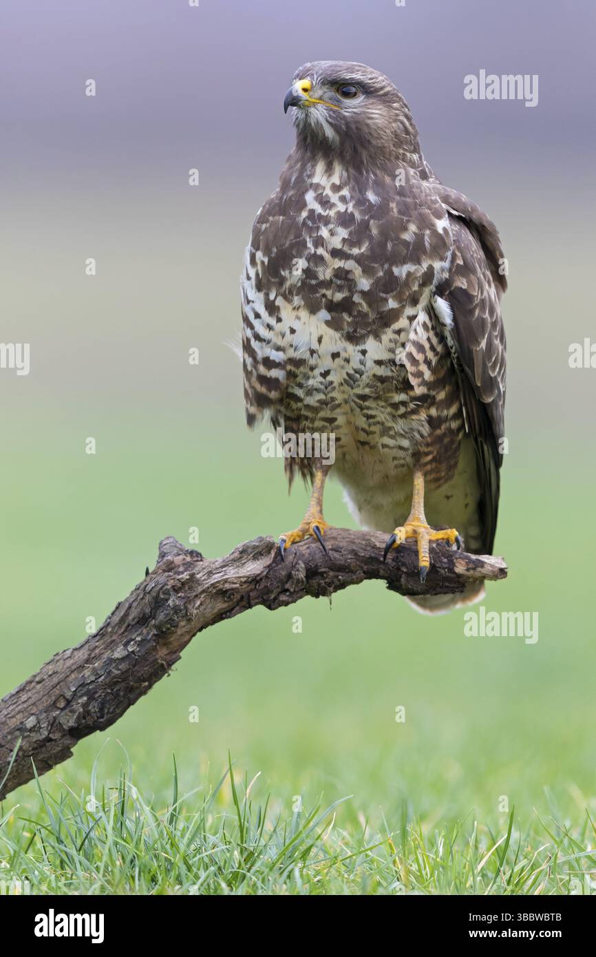 Maeusebussard, Buzzard commun, Buzzard, Buzzard eurasien, Buteo buteo, variable de buse, Busardo Ratonero Banque D'Images