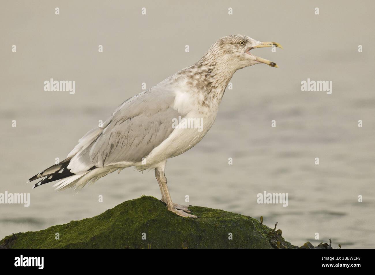 Goéland argenté (Larus smithsonianus), New Jersey, États-Unis, Amérique du Nord Banque D'Images