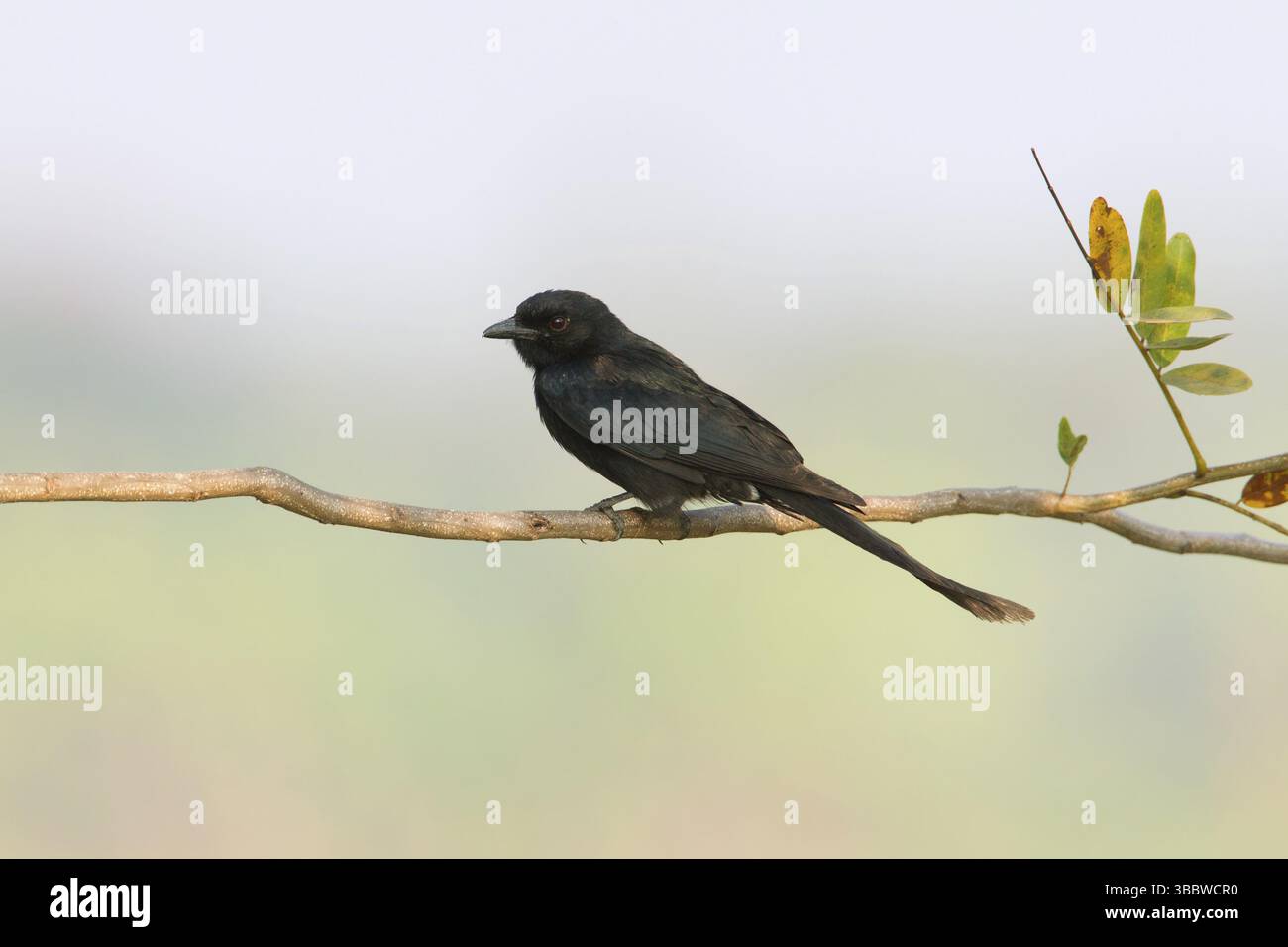 Drongo noir (Dicrurus macrocercus), Phetchaburi, Thaïlande, Asie Banque D'Images