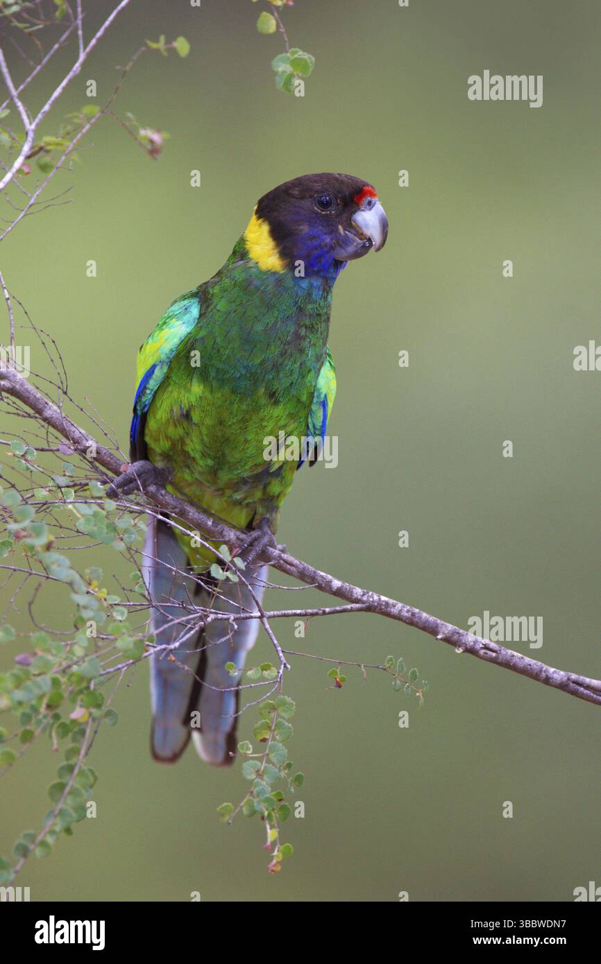 Vingt-huit perroquets (Barnardius zonarius semitorquatus), Australie occidentale, Australie, Océanie Banque D'Images
