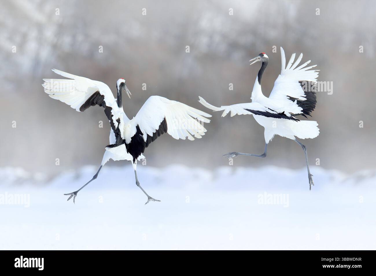 Paire de grues à couronne rouge avec ailes ouvertes, hiver Hokkaido, Japon. Danse enneigée dans la nature. La cour de beaux grands oiseaux blancs dans la neige. Un Banque D'Images