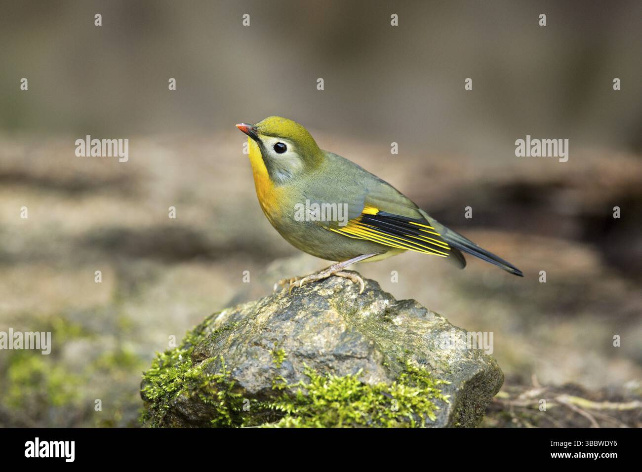 Leiothrix à bec rouge (Leiothrix lutea), Yunnan, Chine, Asie Banque D'Images
