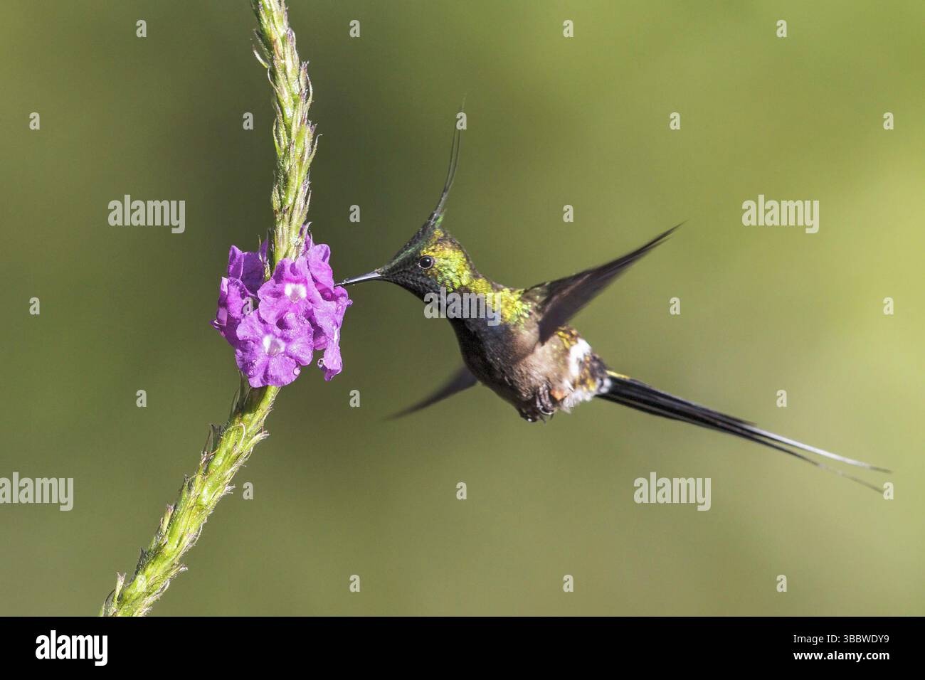 Queue d'épine à crête grillagée (Popelairia popelairii) volant en se nourrissant d'une fleur dans le parc national de Manu, Pérou, Amérique du Sud Banque D'Images