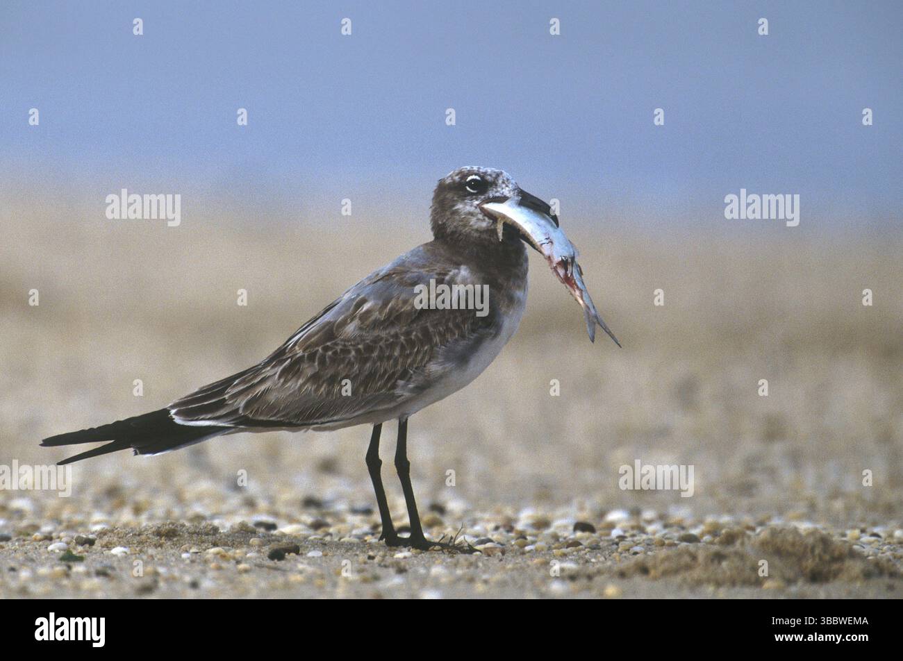 Mouette riante (Leucophaeus atricilla), New Jersey, États-Unis, Amérique du Nord Banque D'Images