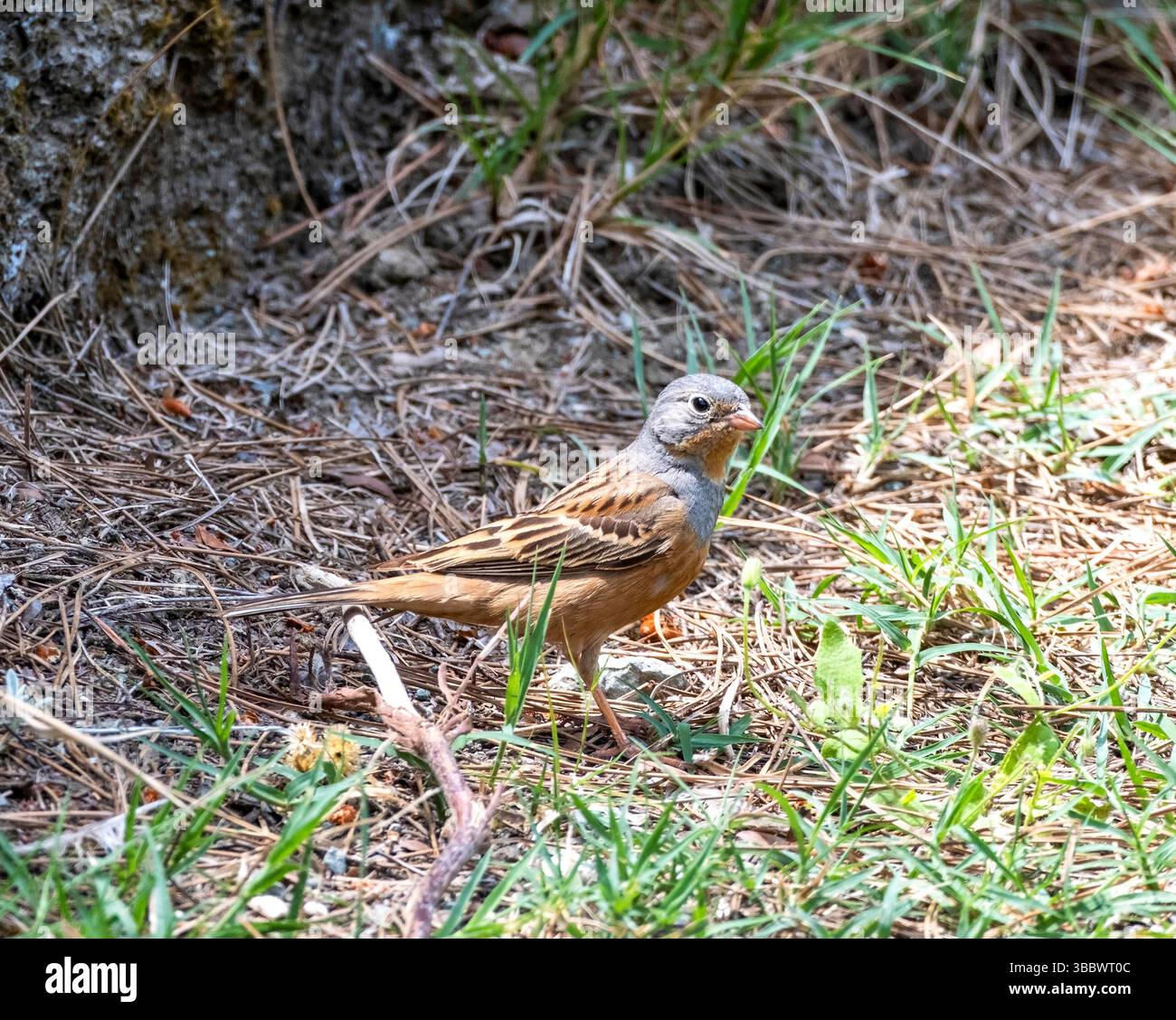 Cretzschmar’s Bunting, Emberiza caesia, sur le terrain, Neo Chorio, Chypre. Banque D'Images