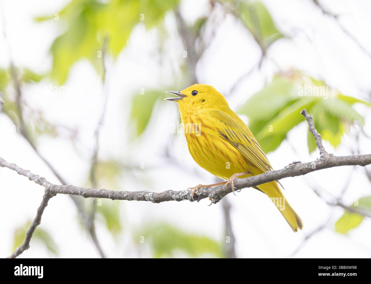 Une Paruline jaune perchée sur une branche chantant au printemps à Ottawa, Canada Banque D'Images