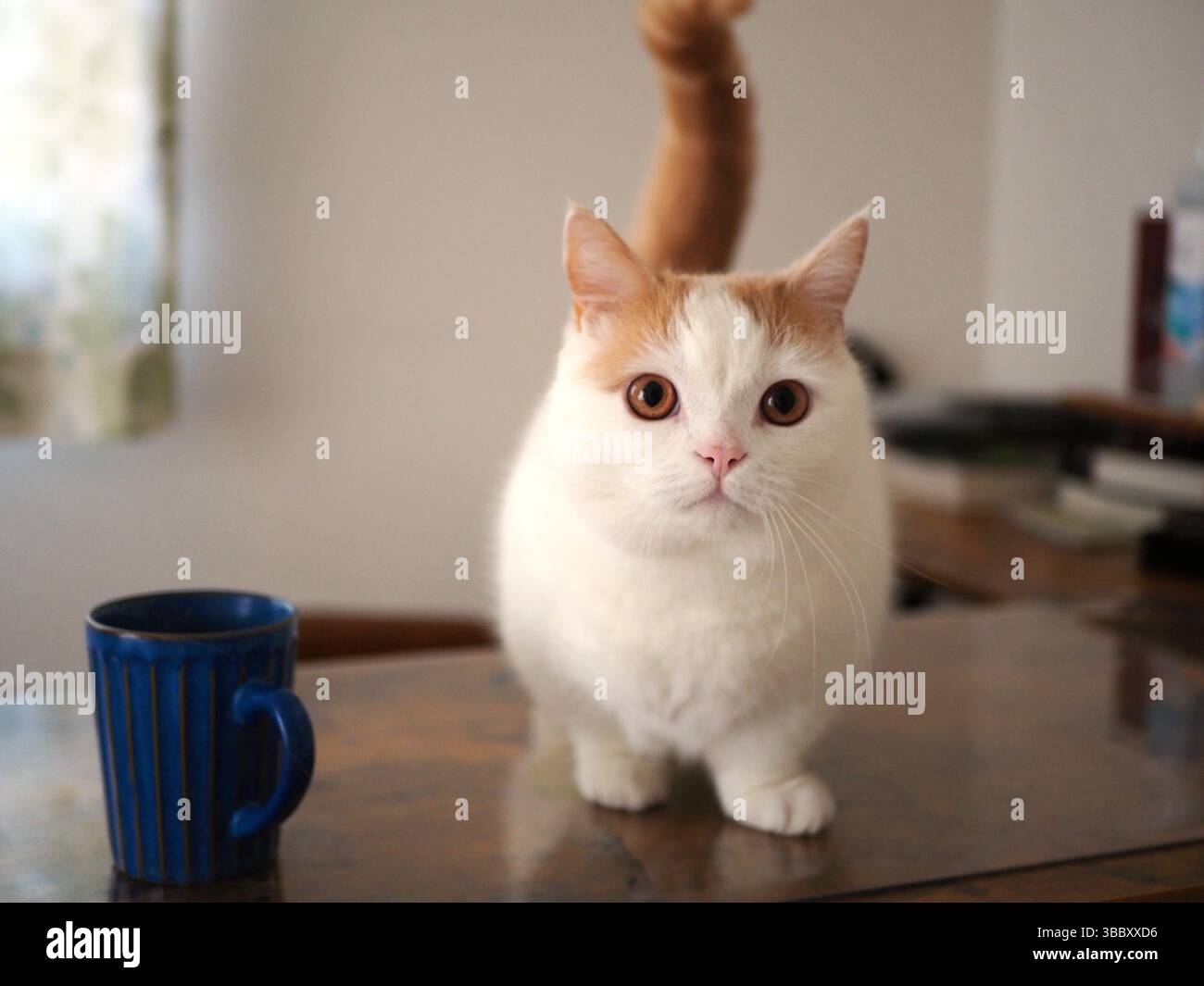 Chat Munchkin mignon sur une table à côté d'une tasse bleue dans un intérieur confortable Banque D'Images