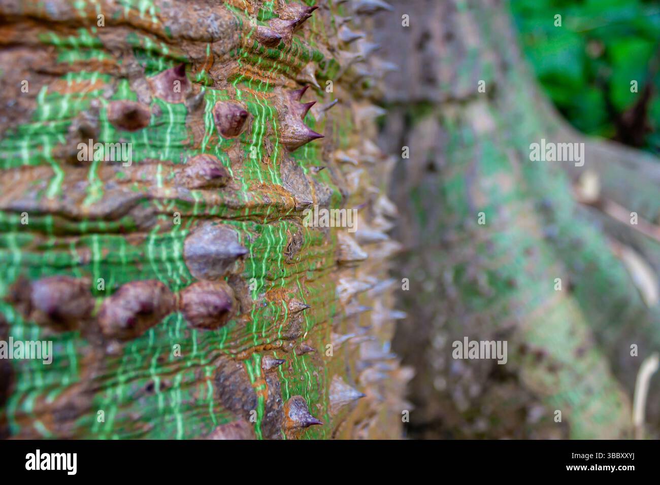 Gros plan du tronc épi d'un arbre de soie (Ceiba speciosa) Banque D'Images