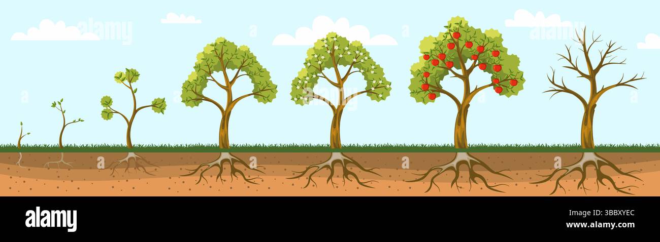 Le pommier pousse. Plante fruitière poussant à partir de graines, cycle de vie des pommiers avec racines feuilles, germe, semis, arbre de fleur et stades de fruits. Vecteur Illustration de Vecteur