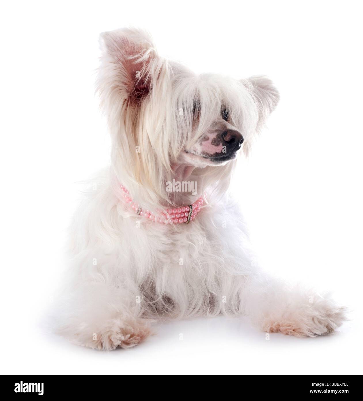 Chien à crête chinoise Powderpuff devant un fond blanc Banque D'Images