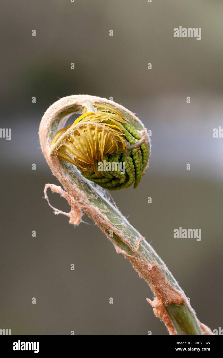 Fronde de fougère déployant Banque D'Images