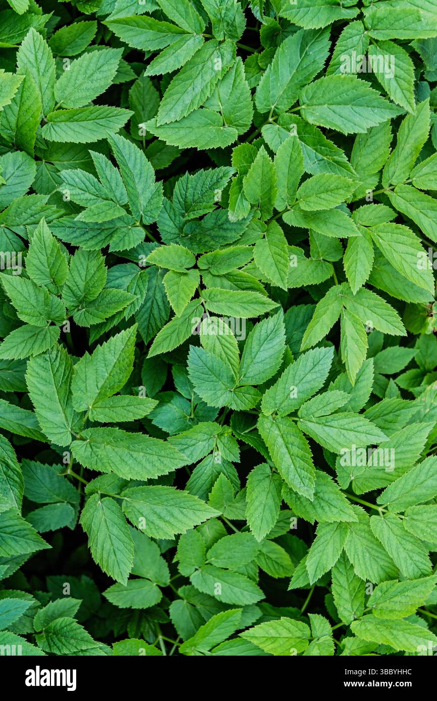 Les feuilles de vieillesse moulues (Aegopodium podagraria) créent un tapis vert dense, formant un fond texturé naturel idéal pour le jardin, les plantes et le feuillage Banque D'Images