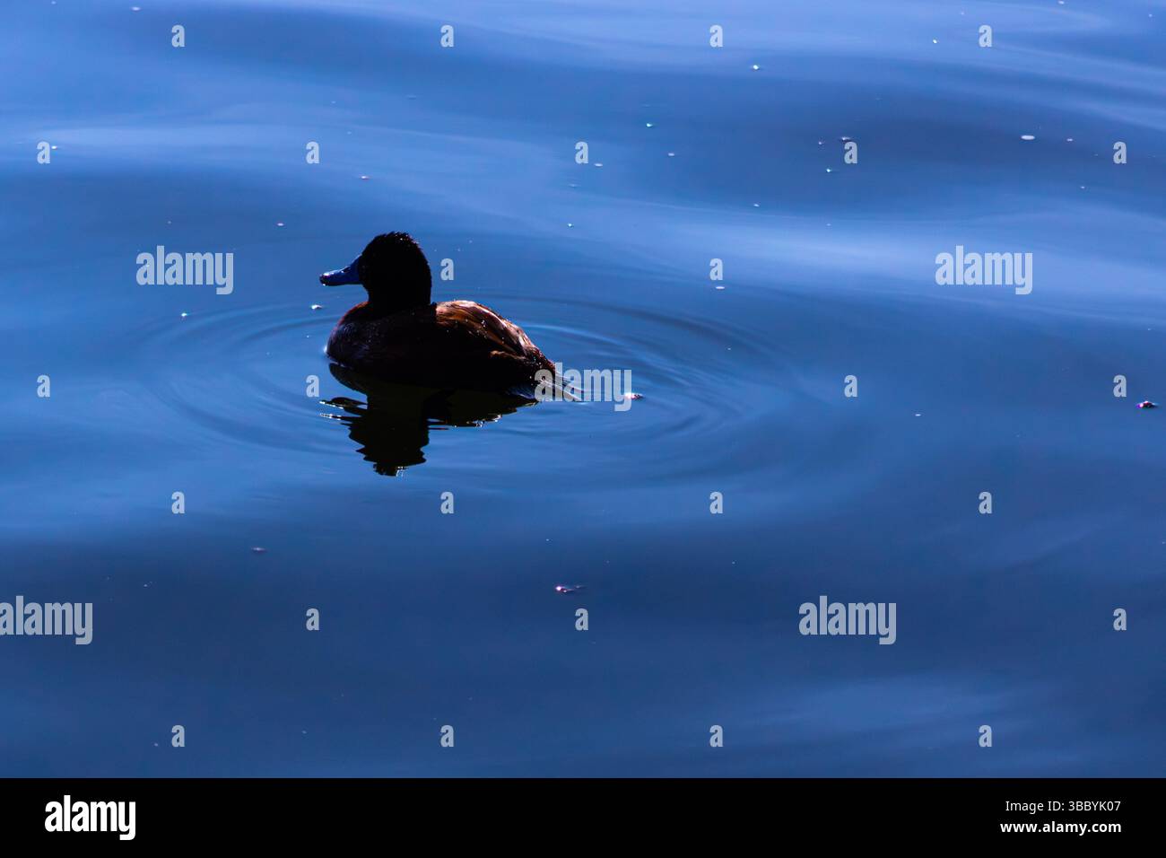 Canard andin nageant paisiblement sur les eaux du lac Titicaca, Puno, Pérou Banque D'Images