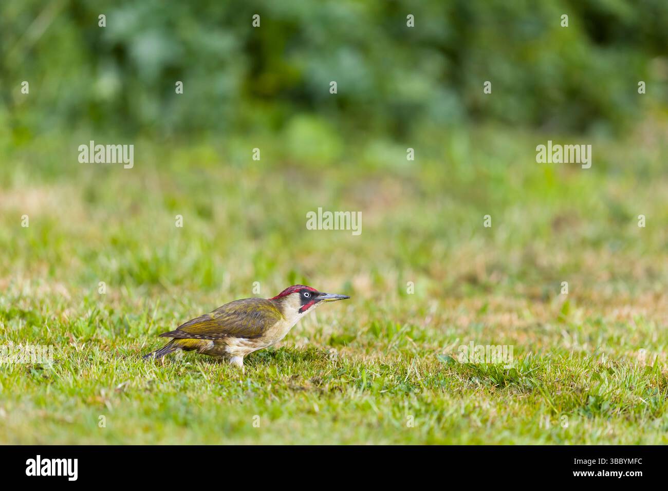Pic vert Picus viridis, mâle adulte debout sur l'herbe, Suffolk, Angleterre, mai Banque D'Images