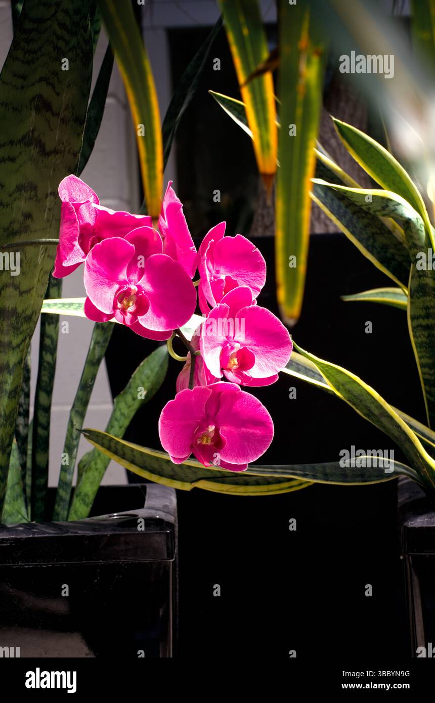 Orchidée de papillon dans une serre. Hamilton Ontario Gage Park Banque D'Images