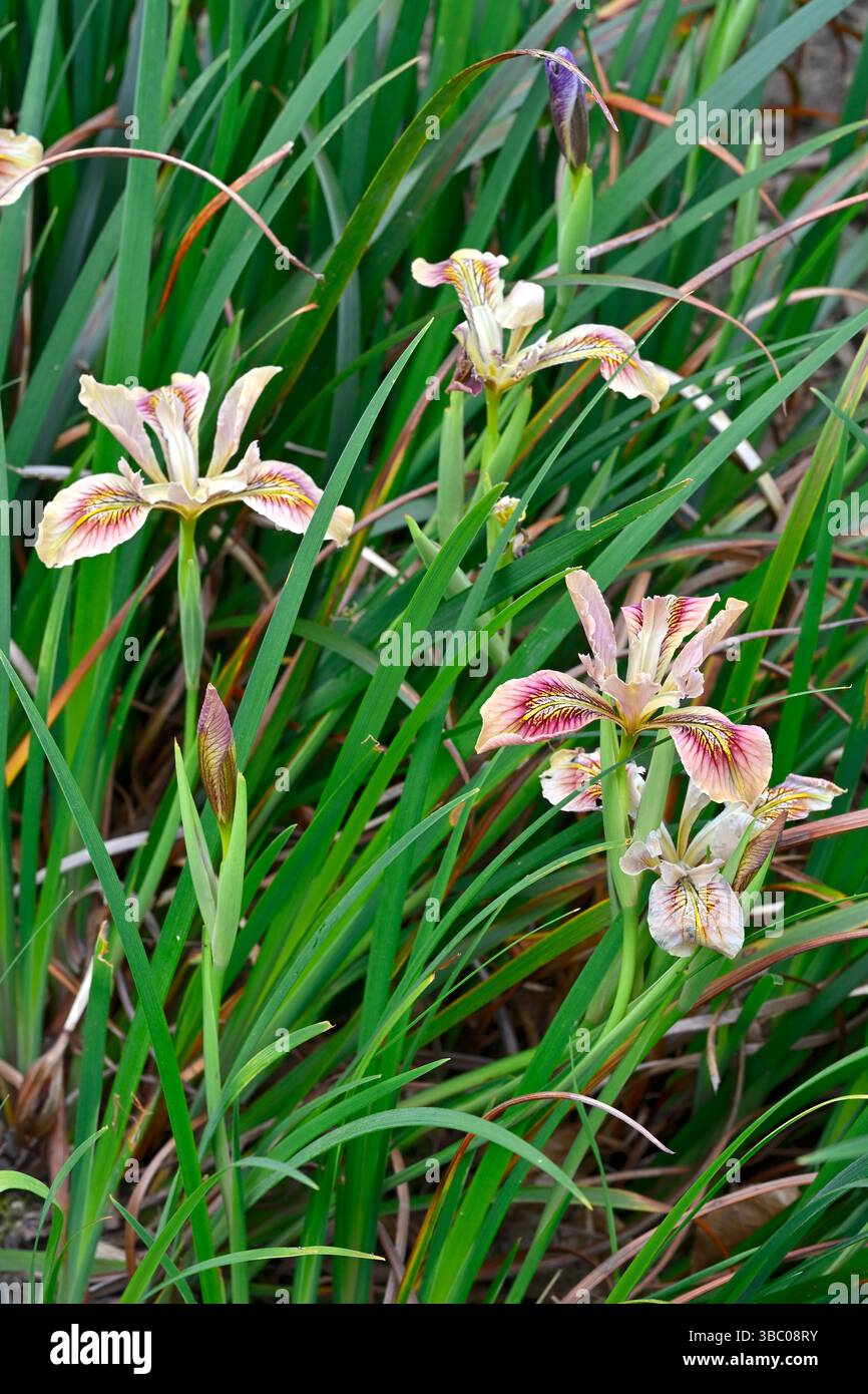 Délicate pêche / orange pâle fleurs d'été d'iris hybrides californiens ou hybrides Pacific Coast UK Garden mai Banque D'Images