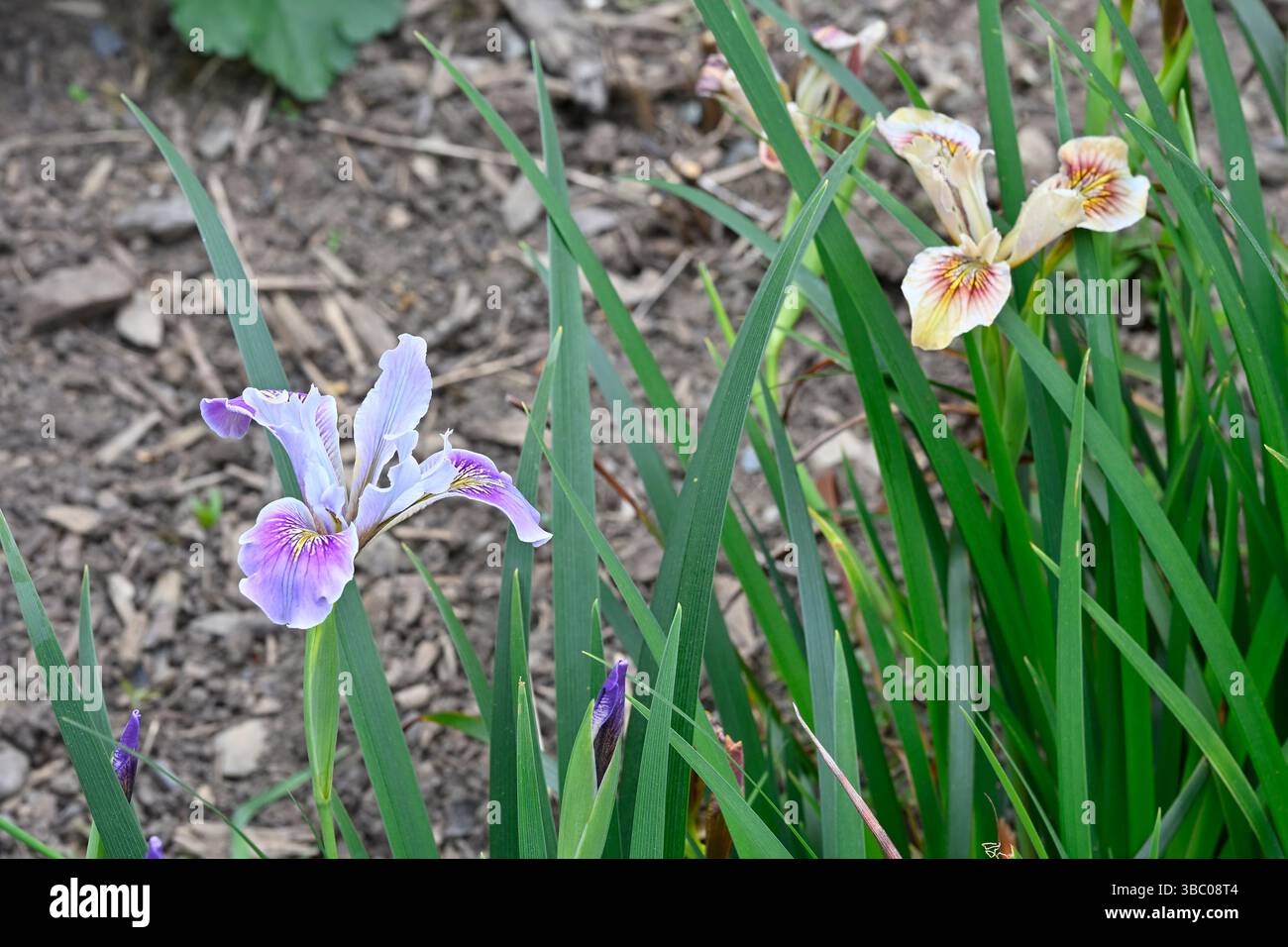 Délicat mauve / lilas et orange pâle fleurs d'été d'iris hybrides californiens ou hybrides de la côte Pacifique UK jardin mai Banque D'Images
