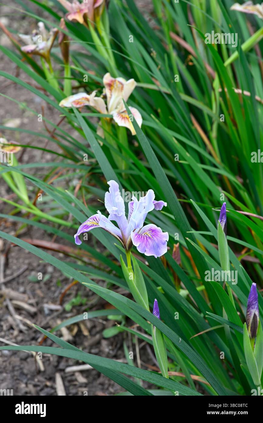 Délicat mauve / lilas et orange pâle fleurs d'été d'iris hybrides californiens ou hybrides de la côte Pacifique UK jardin mai Banque D'Images