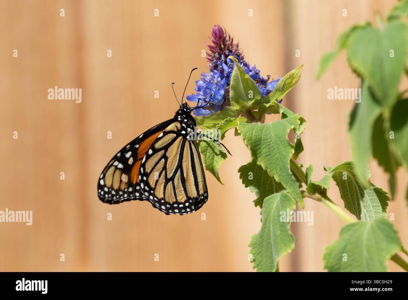 Papillon monarque (Danaus plexippus) sur un buisson à chapeau de sorcière. (Pycnostachys urticifolia). Dans le comté d'Orange Californie du Sud ; États-Unis , printemps 2025 Banque D'Images
