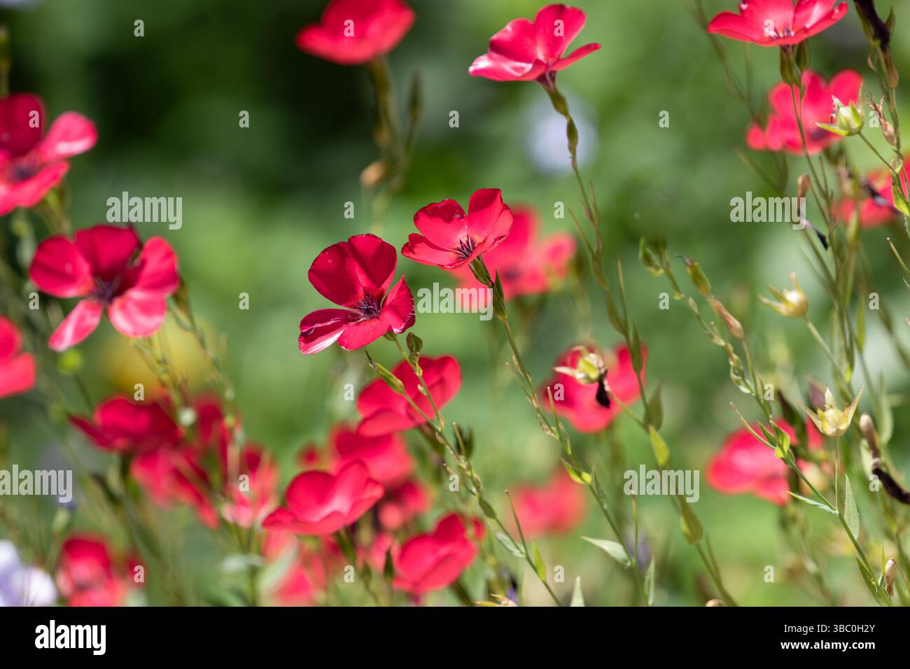 Linum grandiflorum .communément connu sous le nom de lin rouge lin rouge lin écarlate lin ou lin cramoisi. Fleurs sauvages du sud de la Californie . fleur rouge Banque D'Images