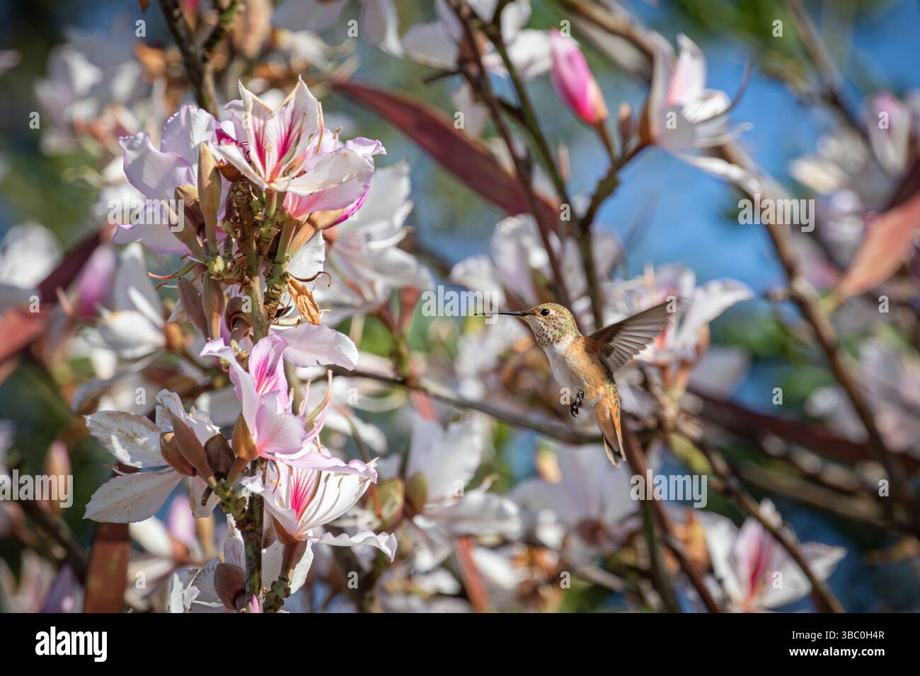 Allens Hummingbird se nourrissant dans l'arbre Bauhinia variegata un jour de printemps dans le sud de la Californie, États-Unis Banque D'Images
