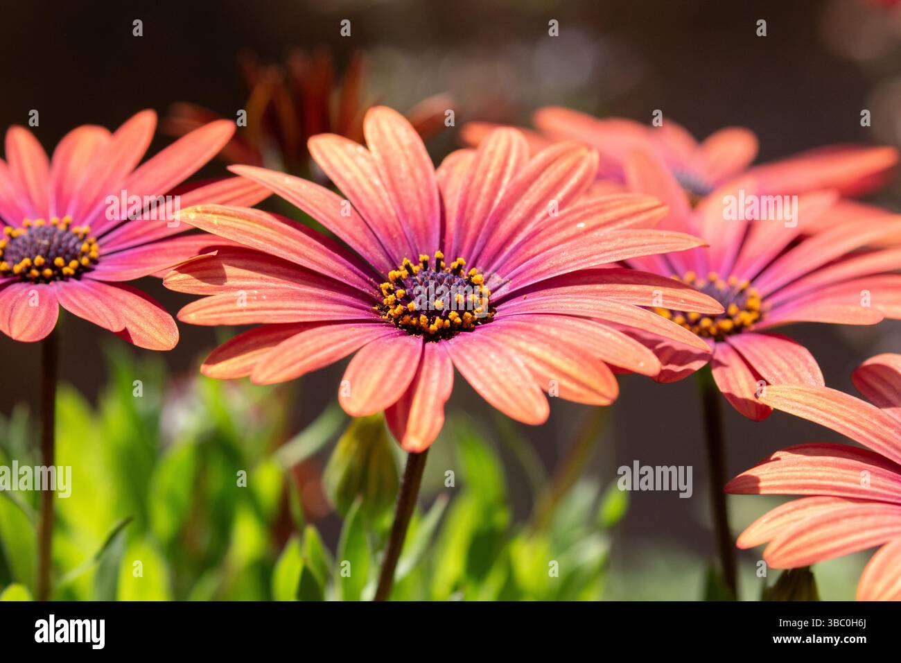 Dimorphotheca ecklonis, également connu sous le nom de Cap marguerite et marguerite africaine. Floraison dans un jardin californien Banque D'Images