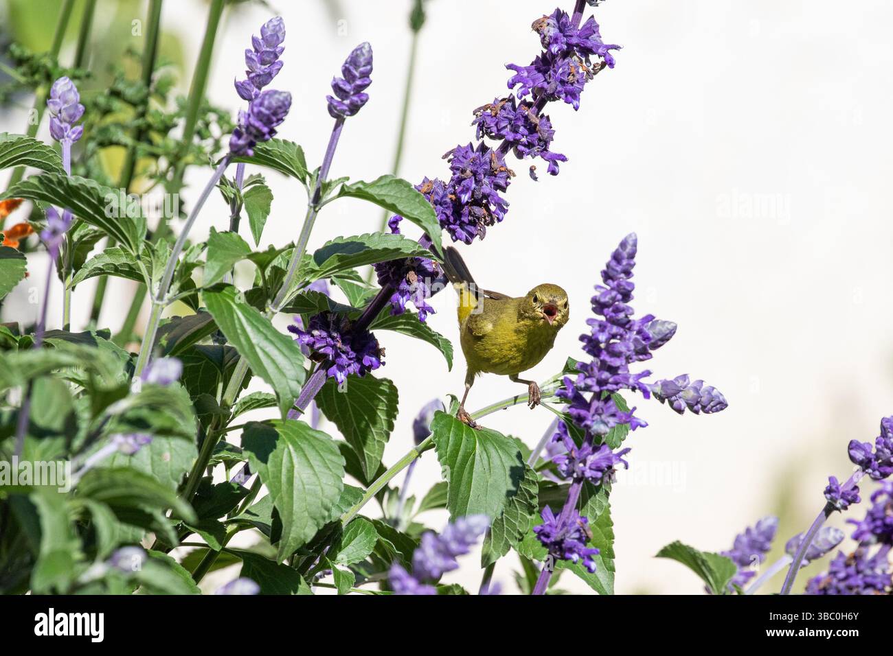 Jeune paruline orangée couronnée Leiothlypis celata, perchée sur Salvia Farinacea pourpre dans un jardin californien attendant d'être nourrie Banque D'Images