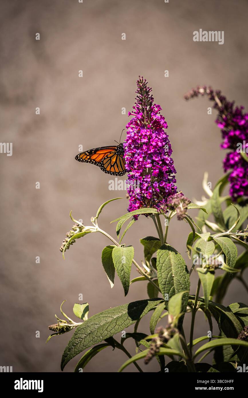 Papillon monarque (Danaus plexippus) sur un buisson à papillons Buddleia davidii à Irvine, Californie du Sud ; États-Unis Banque D'Images