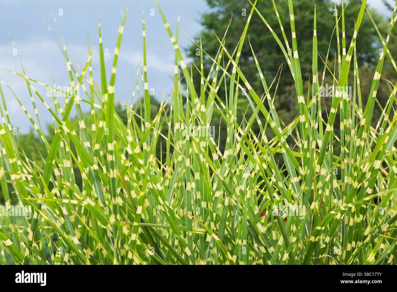 Gros plan de Miscanthus sinensis 'Zebrinus' - plantes d'herbe zébrée à la fin de l'été. Banque D'Images