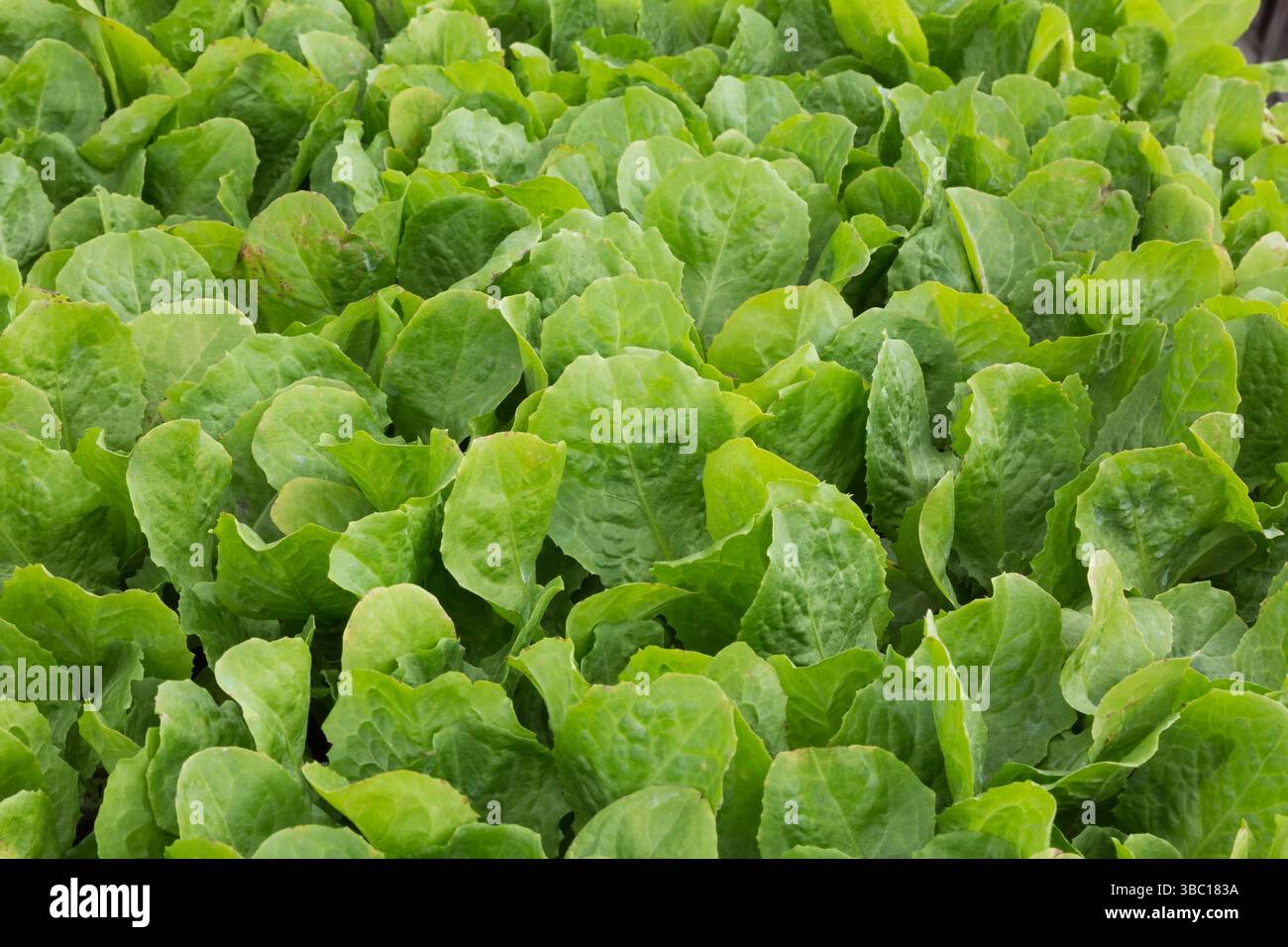 Gros plan de Cichorium endivia - endive à larges feuilles au printemps. Banque D'Images