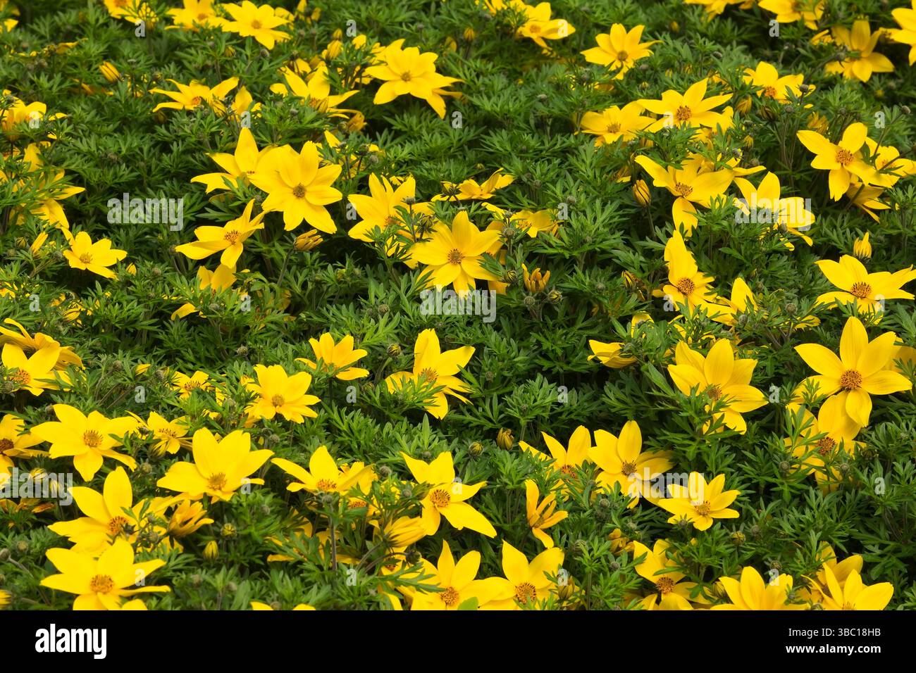 Bidens 'Golden Eyes' fleurs poussant dans des récipients à l'intérieur de la serre au printemps. Banque D'Images
