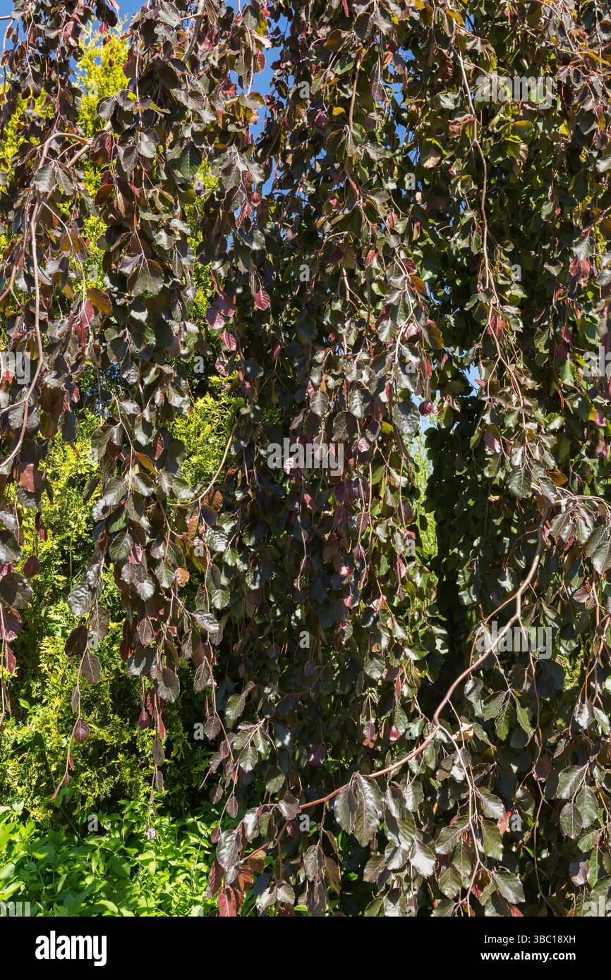 Fagus sylvatica 'purpurea pendula' - feuilles de hêtre pleuvantes au printemps. Banque D'Images