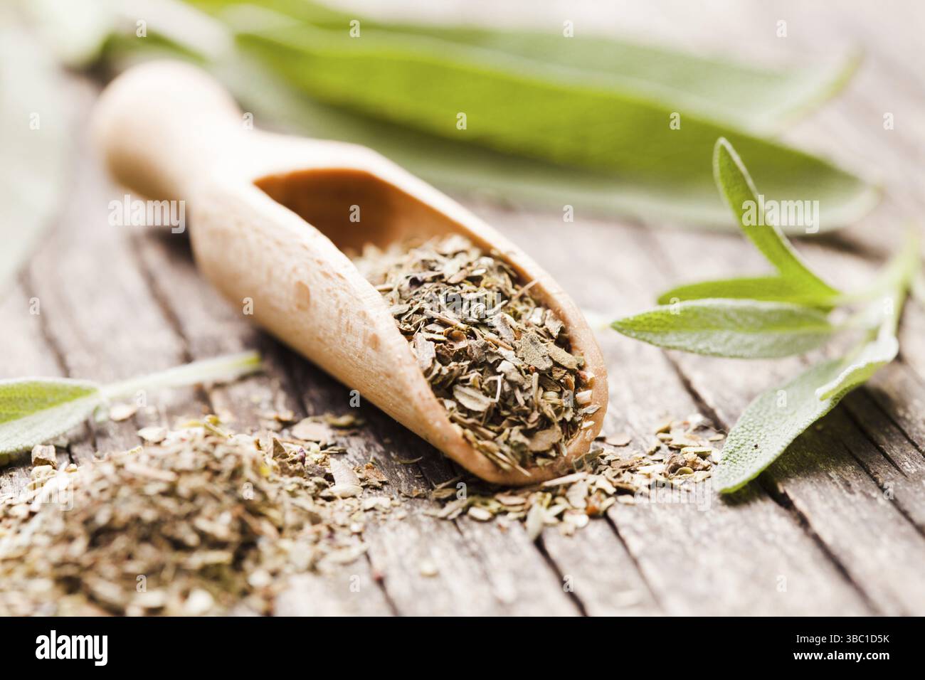 Sage en sec et de brindilles de bois vert scoop Banque D'Images