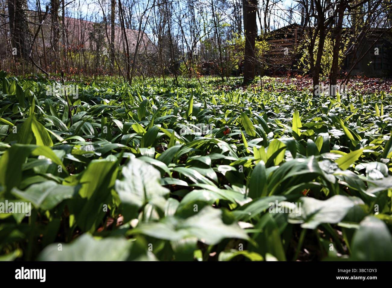 Ail sauvage (Allium ursinum), jardin anglais, Munich, Bavière, Allemagne, Europe Banque D'Images