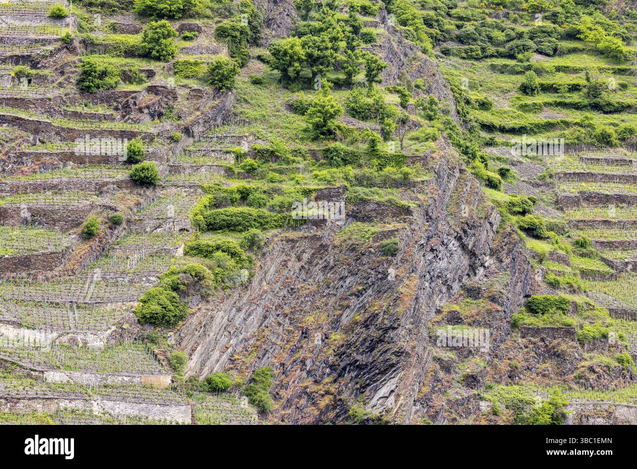 Vignobles près de Dieblich en Rhénanie-Palatinat. Winninger Uhlen. Dieblich, Rhénanie-Palatinat, Allemagne, Europe Banque D'Images