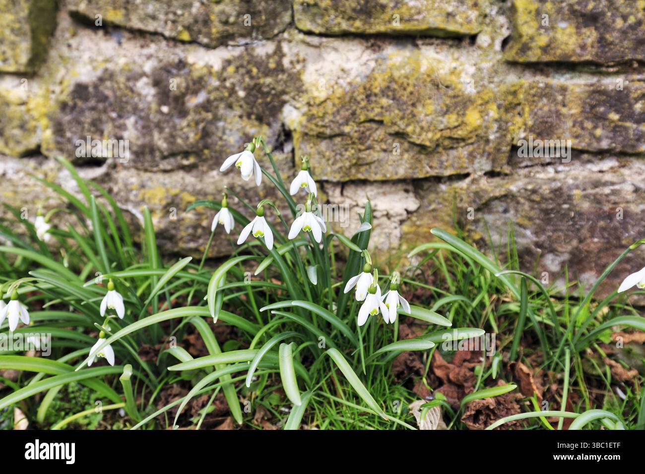 Gouttes de neige (Galanthus) devant un mur de briques, Brakel, Parc naturel de la forêt de Teutoburg Eggebirge, Westphalie orientale-Lippe, Allemagne, Europe Banque D'Images