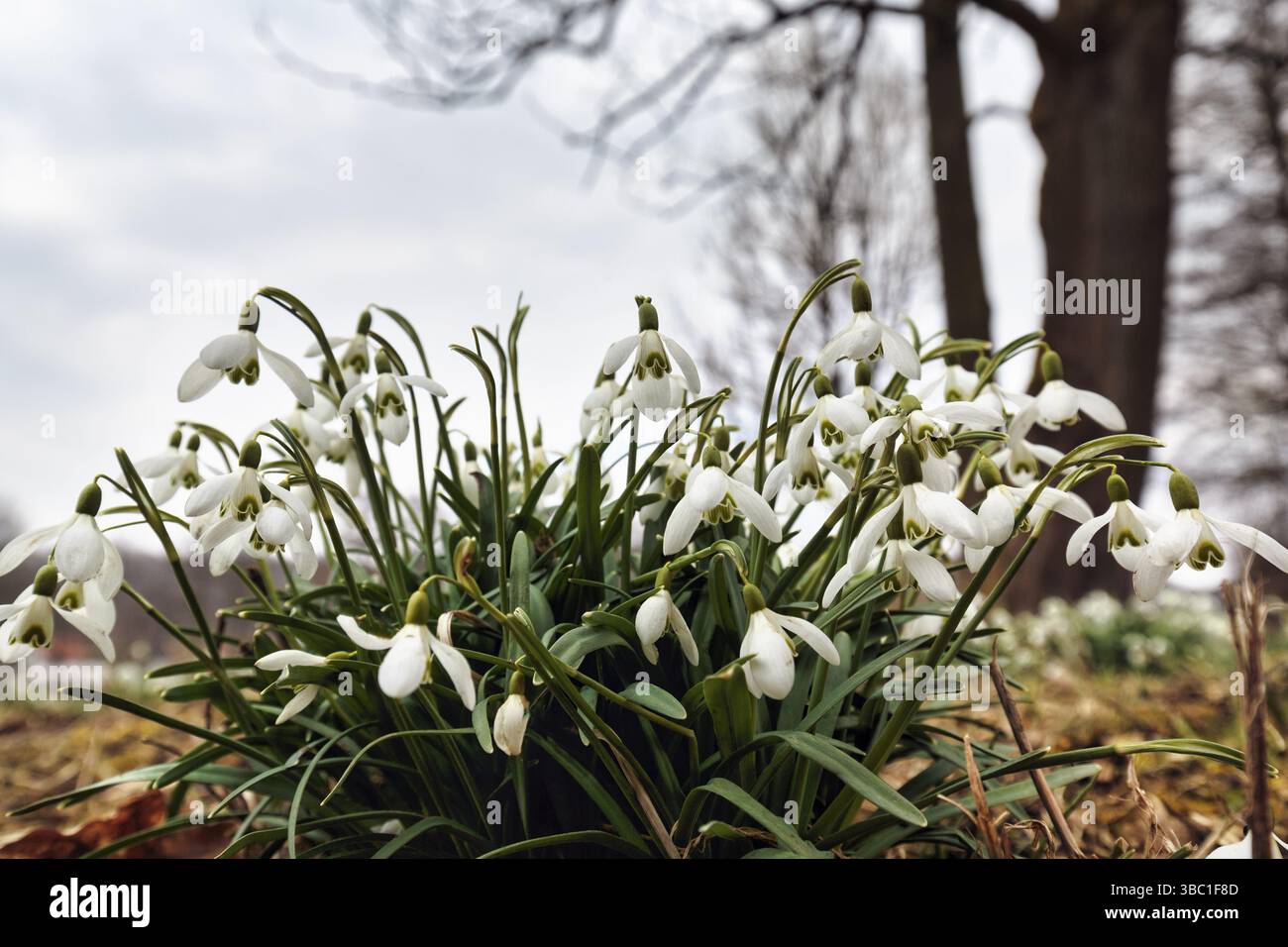 Chutes de neige (Galanthus), Parc du château de Rheder, Brakel, Parc naturel de la forêt de Teutoburg Eggegebirge, Allemagne, Europe Banque D'Images