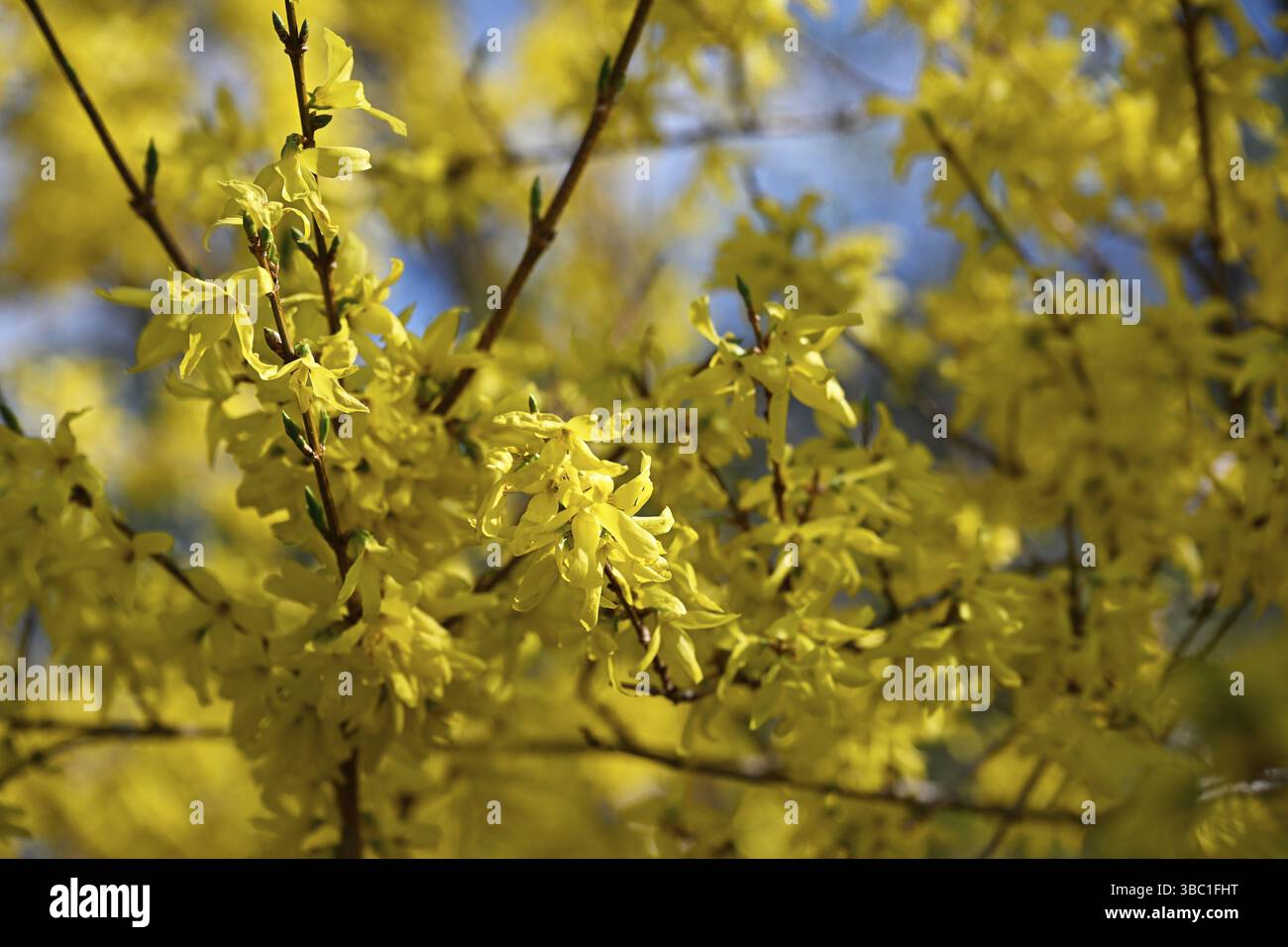 Forsythia, forsythia de jardin, lilas doré, cloche dorée (Forsythia x initermedia) Banque D'Images
