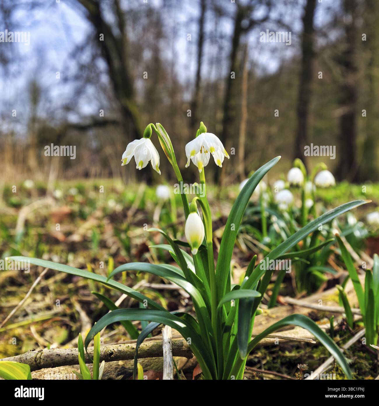 Fleur de noeud printanier (Leucojum vernum), flocon de neige printanier sur le sol de la forêt ensoleillée, forêt de feuillus, parc du château de Rheder, Brakel, Eggeg de la forêt de Teutoburg Banque D'Images