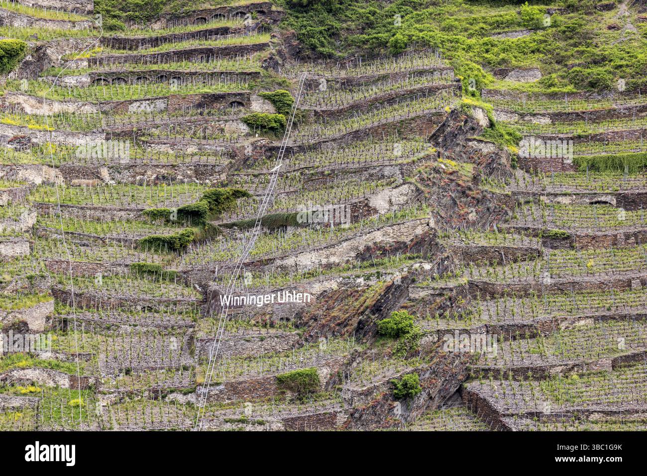 Vignobles près de Dieblich en Rhénanie-Palatinat. Winninger Uhlen. Dieblich, Rhénanie-Palatinat, Allemagne, Europe Banque D'Images