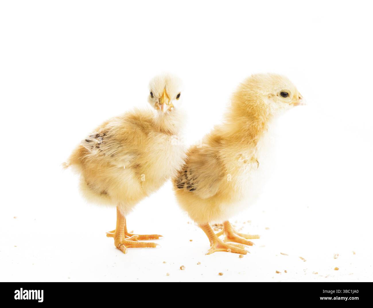 Deux poussins divers peck le millet, isolated on white Banque D'Images Deux poussins divers peck le millet, isolated on white Banque D'Images