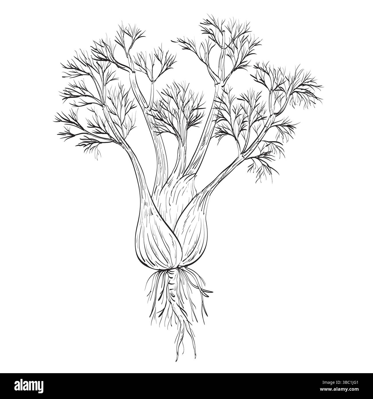 Dessin illustration de style croquis d'un fenouil ou Foeniculum vulgare, une espèce de plante à fleurs de la famille des carottes utilisée comme épice ou herbe faite en blac Illustration de Vecteur