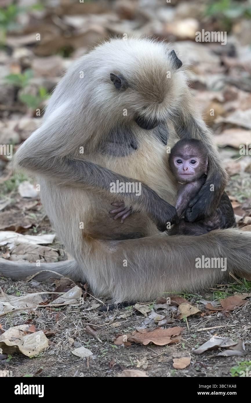 Langur gris des plaines nordiques (Semnopithecus entellus), primate, mère avec jeune, parc national de Bandhavgarh, réserve de tigres, Madhya Pradesh, Vindhya Salut Banque D'Images