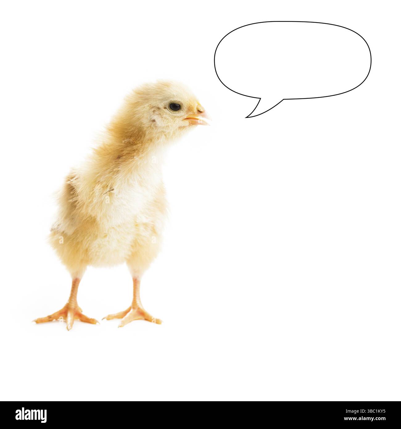 Mignon petit poulet avec des bulles de parole vierges isolées sur fond blanc Banque D'Images Mignon petit poulet avec des bulles de parole vierges isolées sur fond blanc Banque D'Images