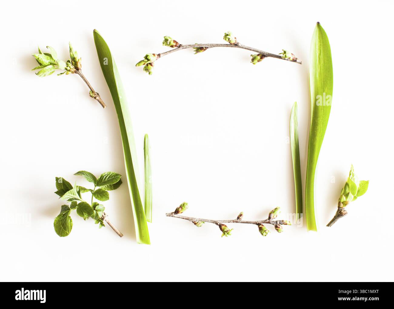 Végétation printanière sur fond blanc. Concept forêt et nature Flat Lay Banque D'Images