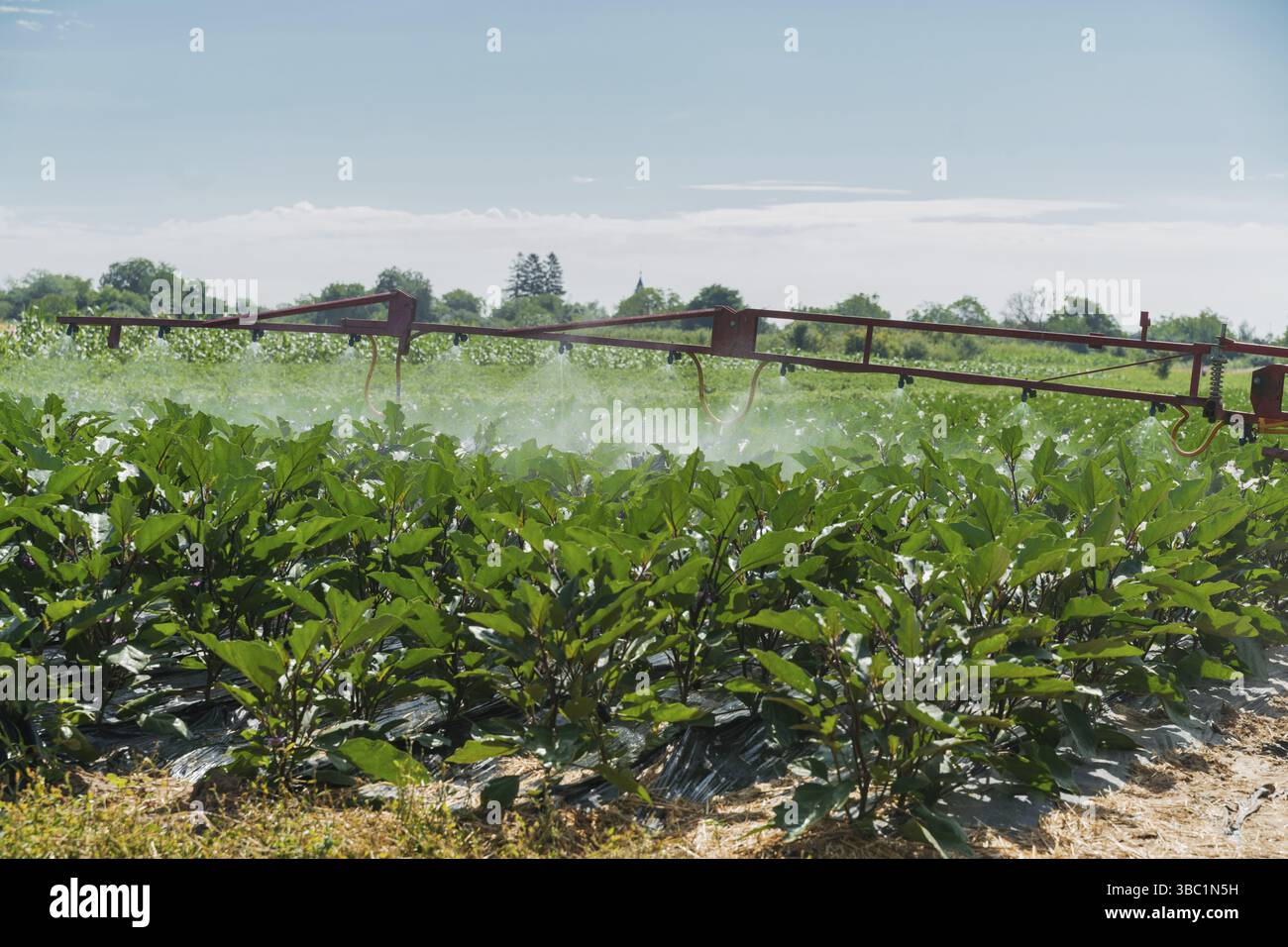 Champ d'aubergines irrigué par un système d'arrosage pivot, ferme biologique Banque D'Images