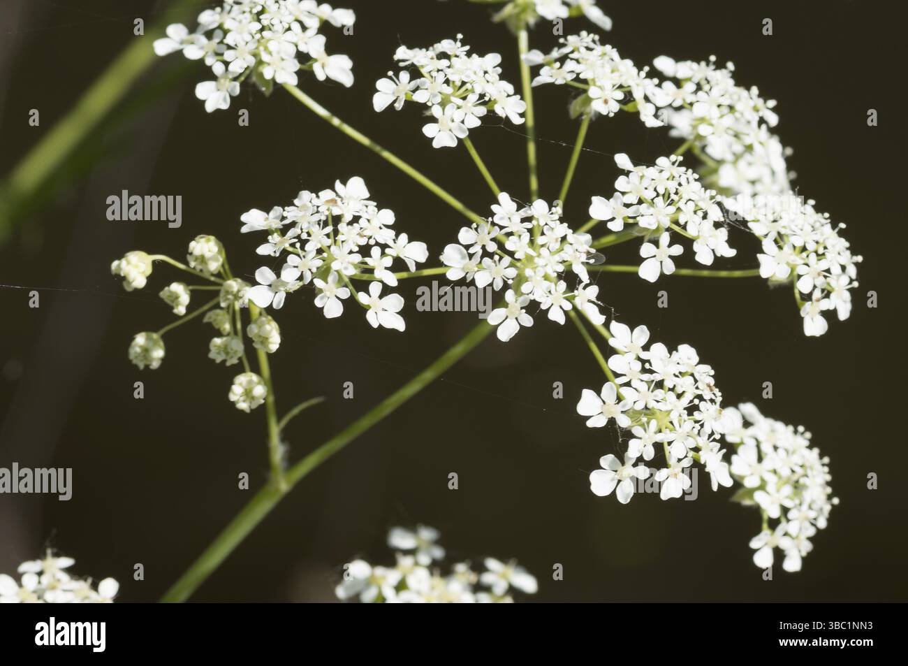 Gros plan de délicates fleurs de persil de vache, mettant en valeur leur beauté complexe sur un fond naturel flou Banque D'Images