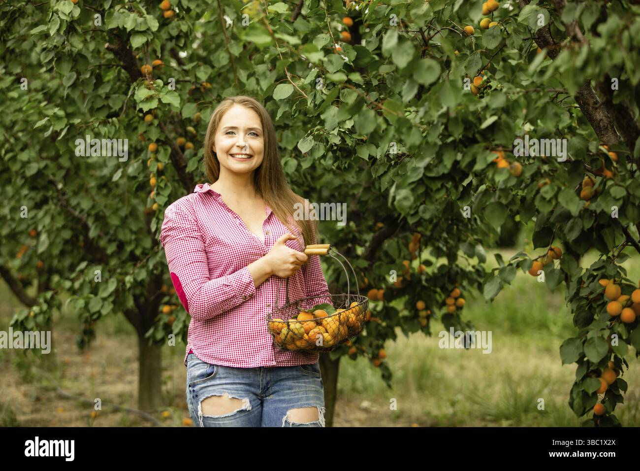 Belle jeune femme aux cheveux amples posant dans le jardin de fruits, tenant un panier d'abricots mûrs. Femme paysanne souriante montrant la première récolte estivale de o Banque D'Images