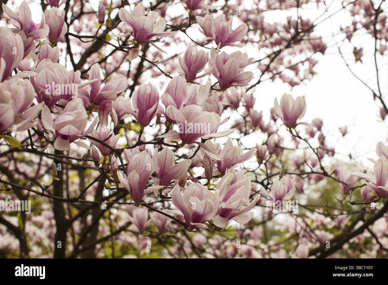 Belles fleurs de magnolia arbre de couleur rose au printemps Banque D'Images